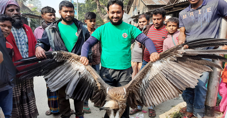 সিংড়ায় বিপন্ন হিমালয়ী গৃধিনী শকুন উদ্ধার